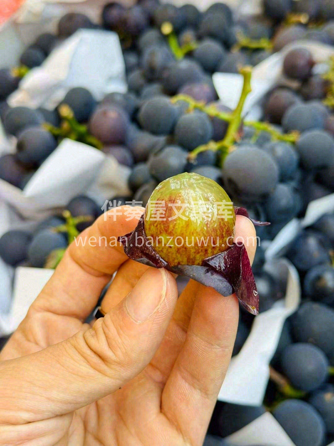 🍇葡萄味浓郁，指尖轻轻一挤，吸溜一下直接 配图1