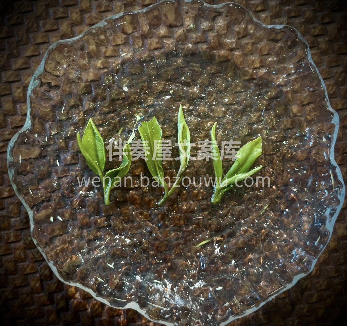 山海间的日照绿茶，泡的是鲜爽，品的是情怀 配图1