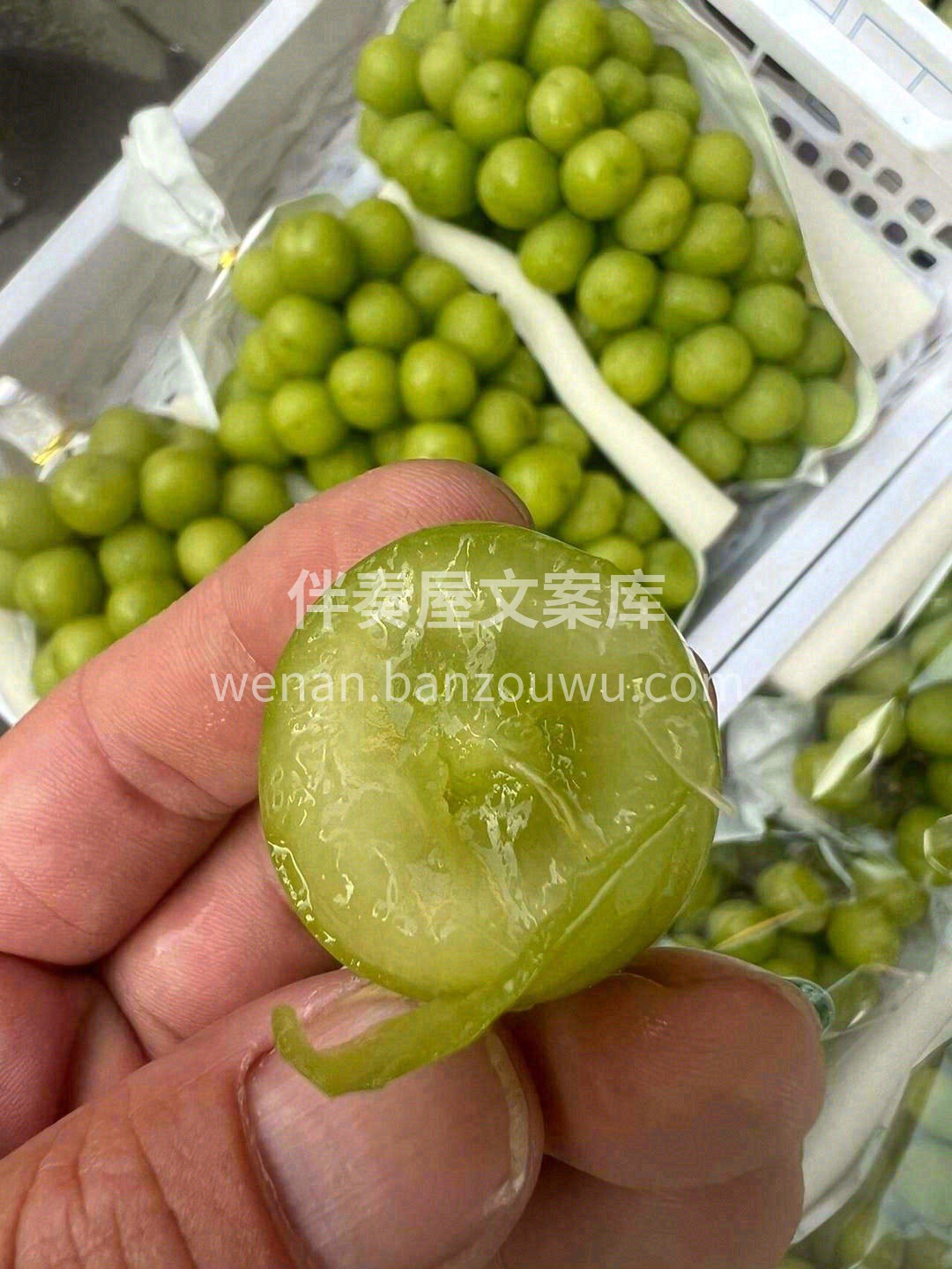 在这乍暖还寒的天气里寻一串完美的提子！  配图1
