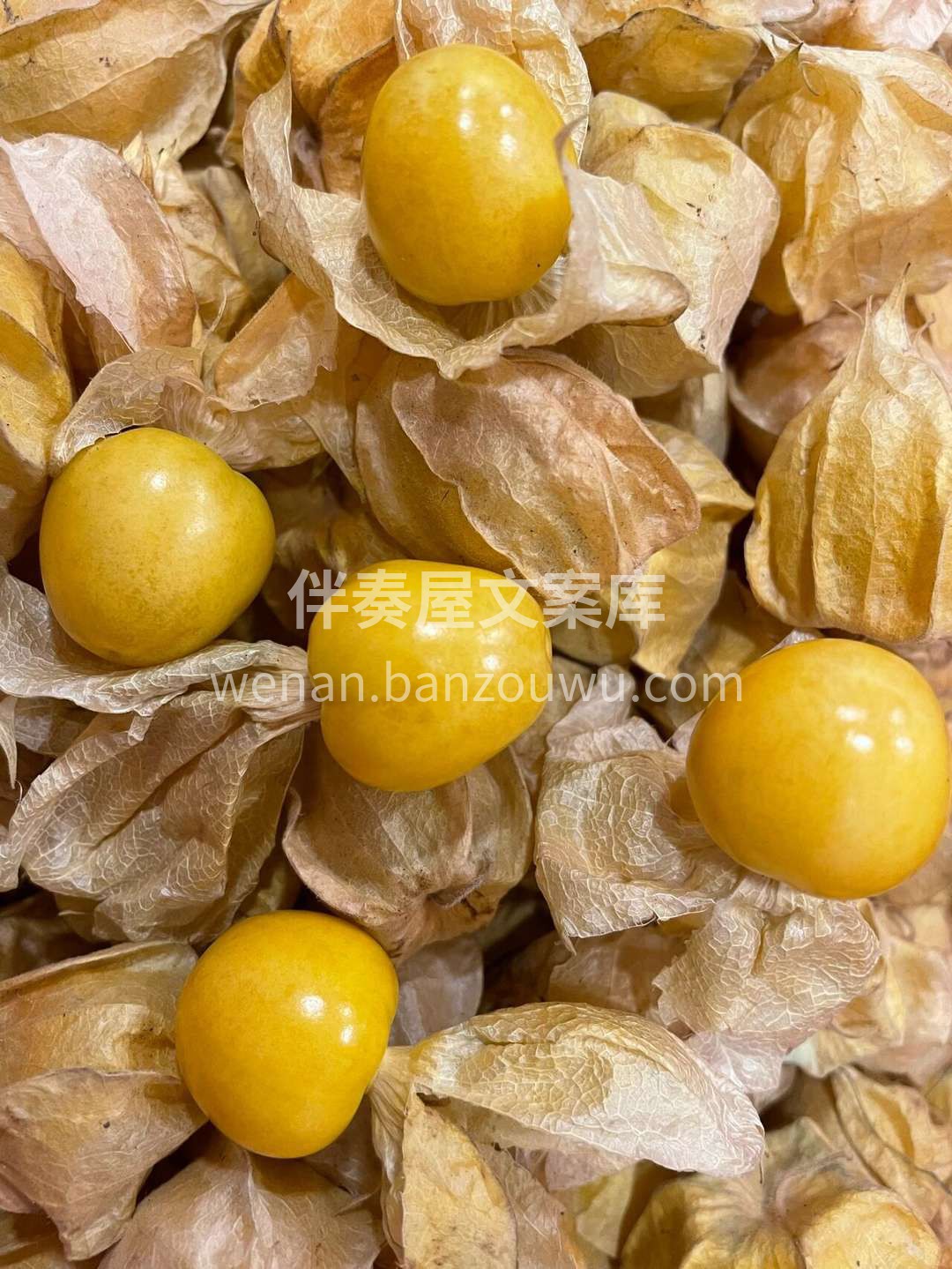 阳光下的姑娘果🤩 好赞它可混身是宝️ 保 配图1