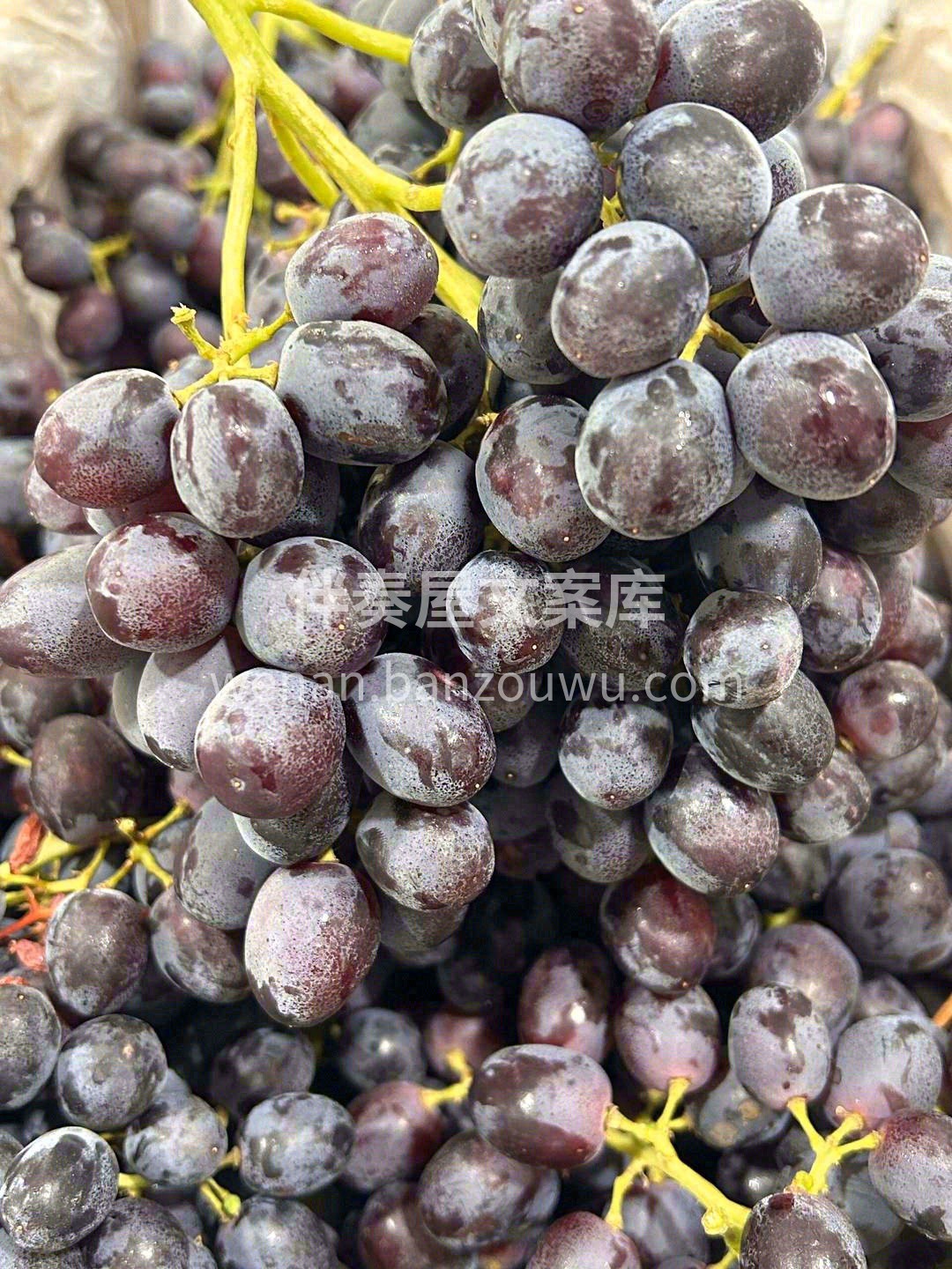 智利玫瑰香黑提——葡萄中的黑美人🖤~ 不 配图1