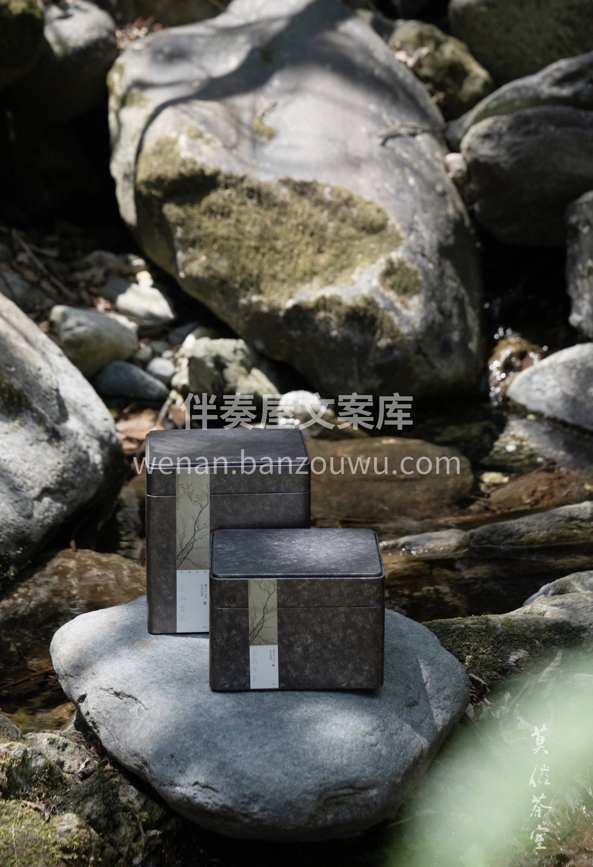 新春茶礼｜云南白茶🎁 采山野生态韵，泡一 配图2