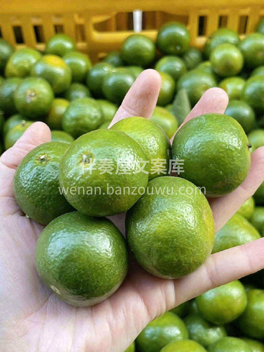 这可能是你从没吃过的一款橘子👐！清香茶橘 配图3