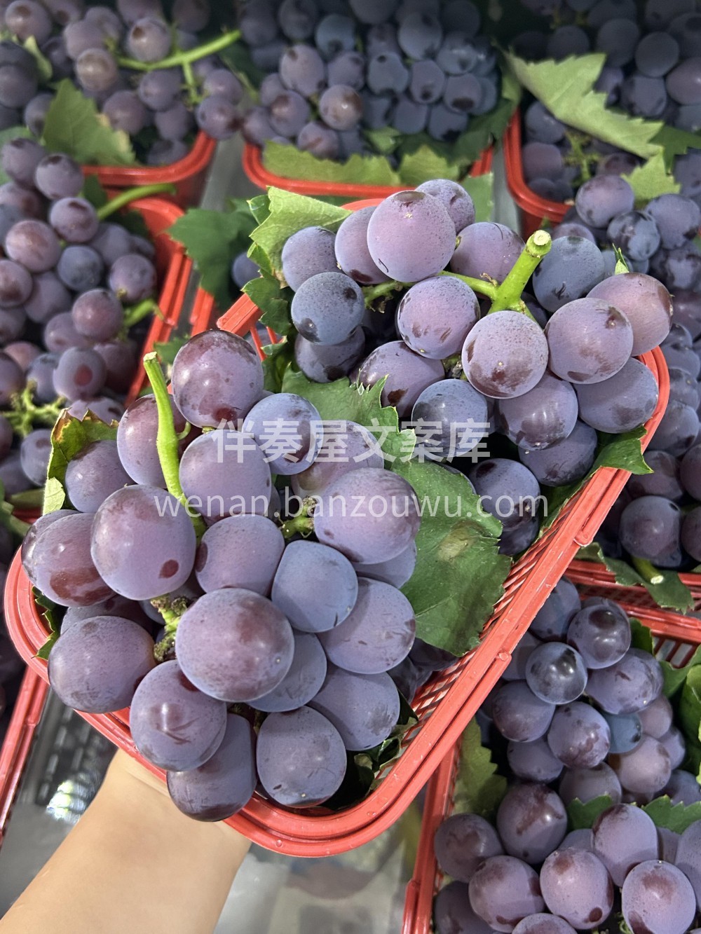 🌷𝒮𝓊𝓃𝓃𝓎 𝒟𝒶𝓎 好天气是野餐的信号 配图3