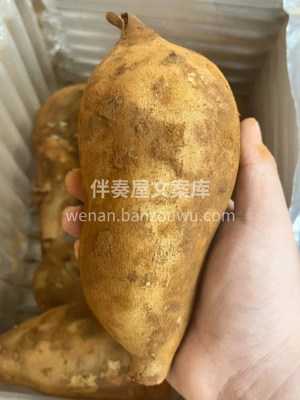雪莲果😋😋吃这个皮肤会变好！！雪莲果不愧 配图3