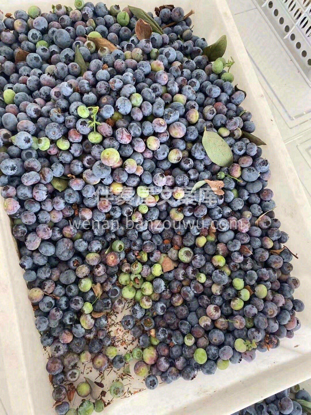 🌈遇见梦幻色彩，尝鲜彩虹蓝莓🍇！每一颗都 配图2