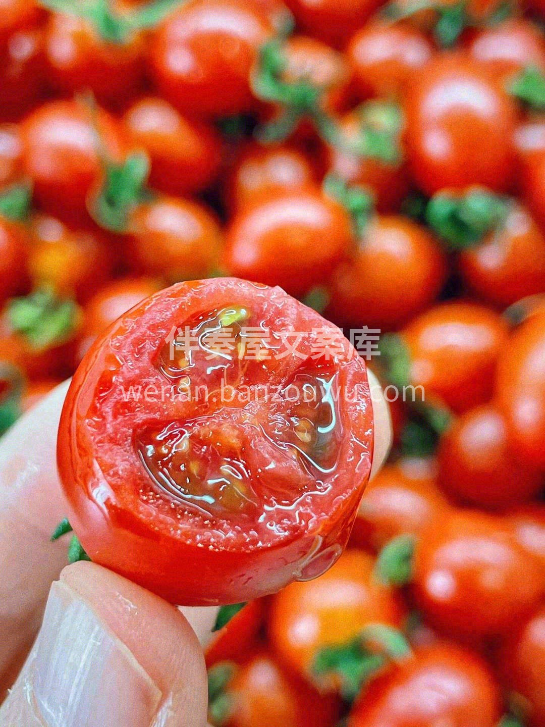 🙋高维C推荐：玲珑小番茄🍅🍅 一面是阳光 配图2