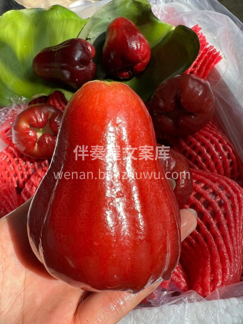 被莲雾的颜值和口感双重拿捏了！！粉嘟嘟的 配图3