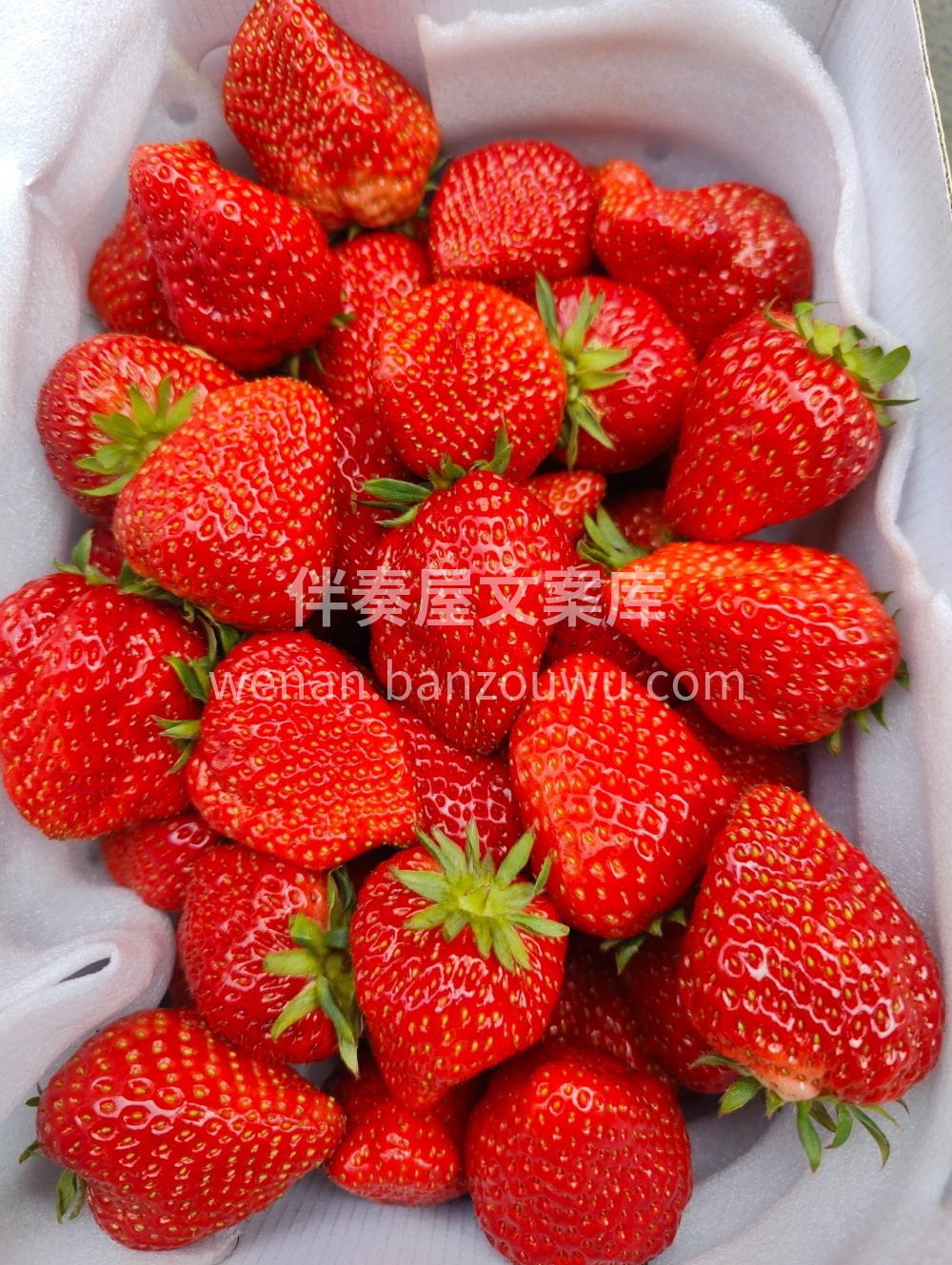 🍃🍃春天必吃的香甜草莓 🍓全红草莓🍓​没 配图3