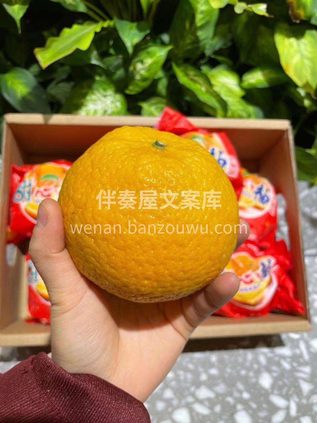 🍊这个甜心柚，清甜爽口多汁 别看外表长的 配图3