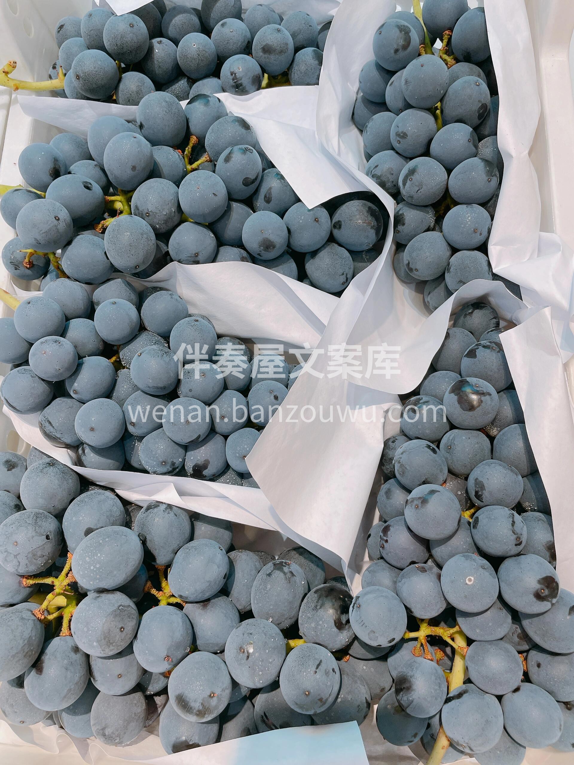 吃葡萄不吐葡萄皮不吐籽推荐❤️ 【🧑‍🌾 配图1