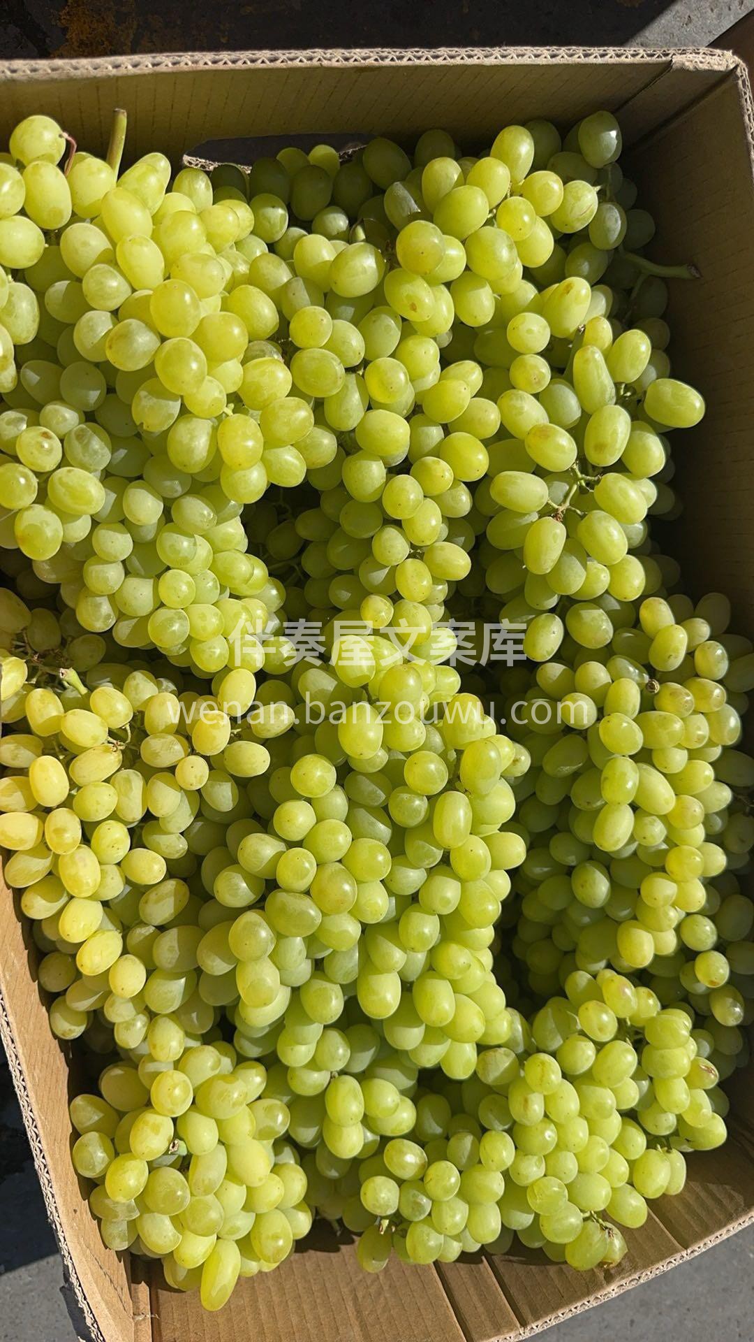 🍂🍂新疆无核玻璃脆葡萄🎉无籽爆汁，直接手 配图3