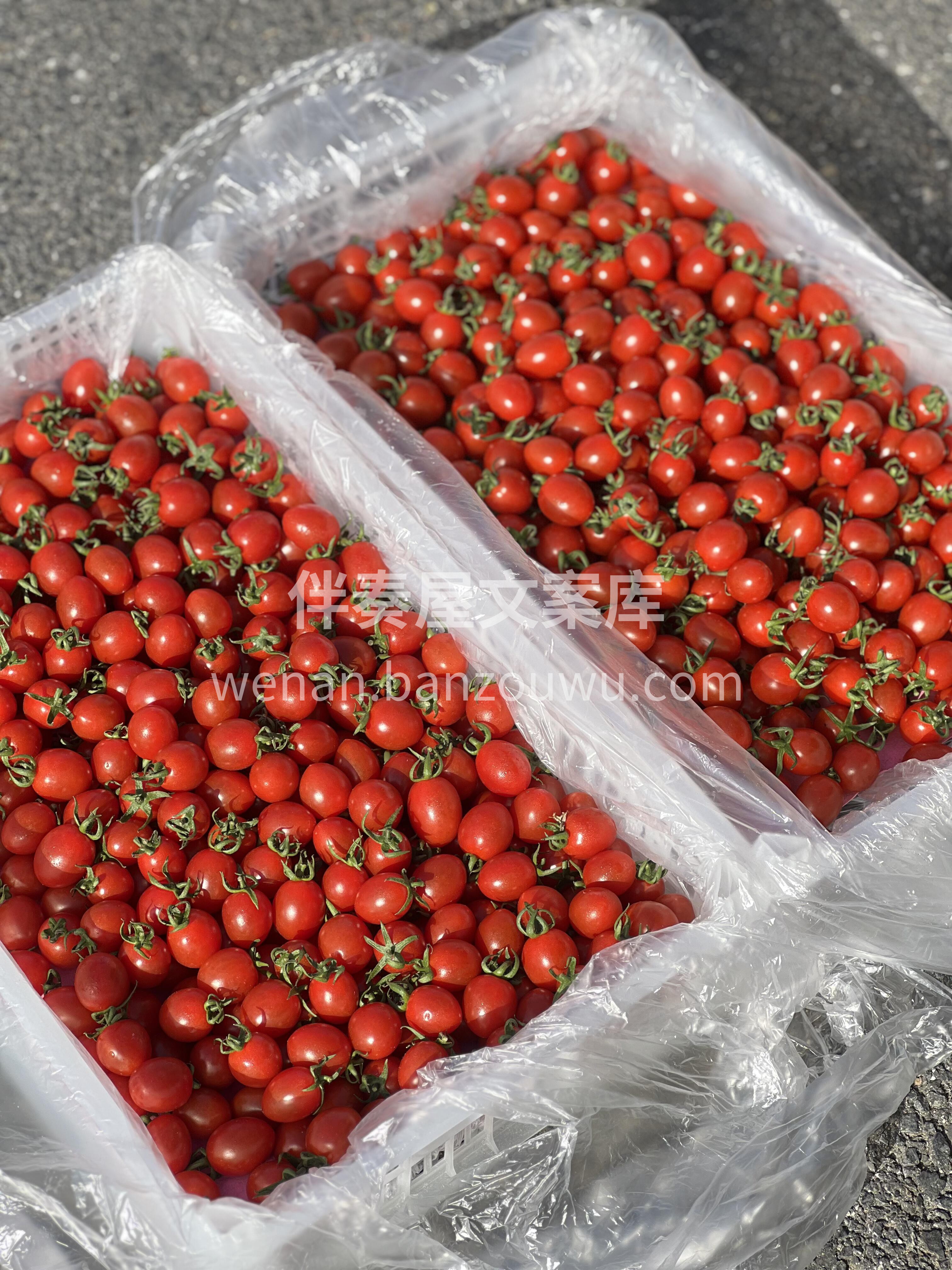 爆汁小甜王-千禧 😋🍅又甜又低卡 瘦身必 配图3