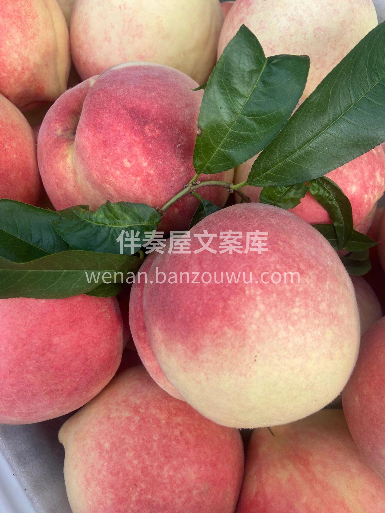 软硬两吃?放软可以撕皮的水蜜?鲜甜多汁? 配图1