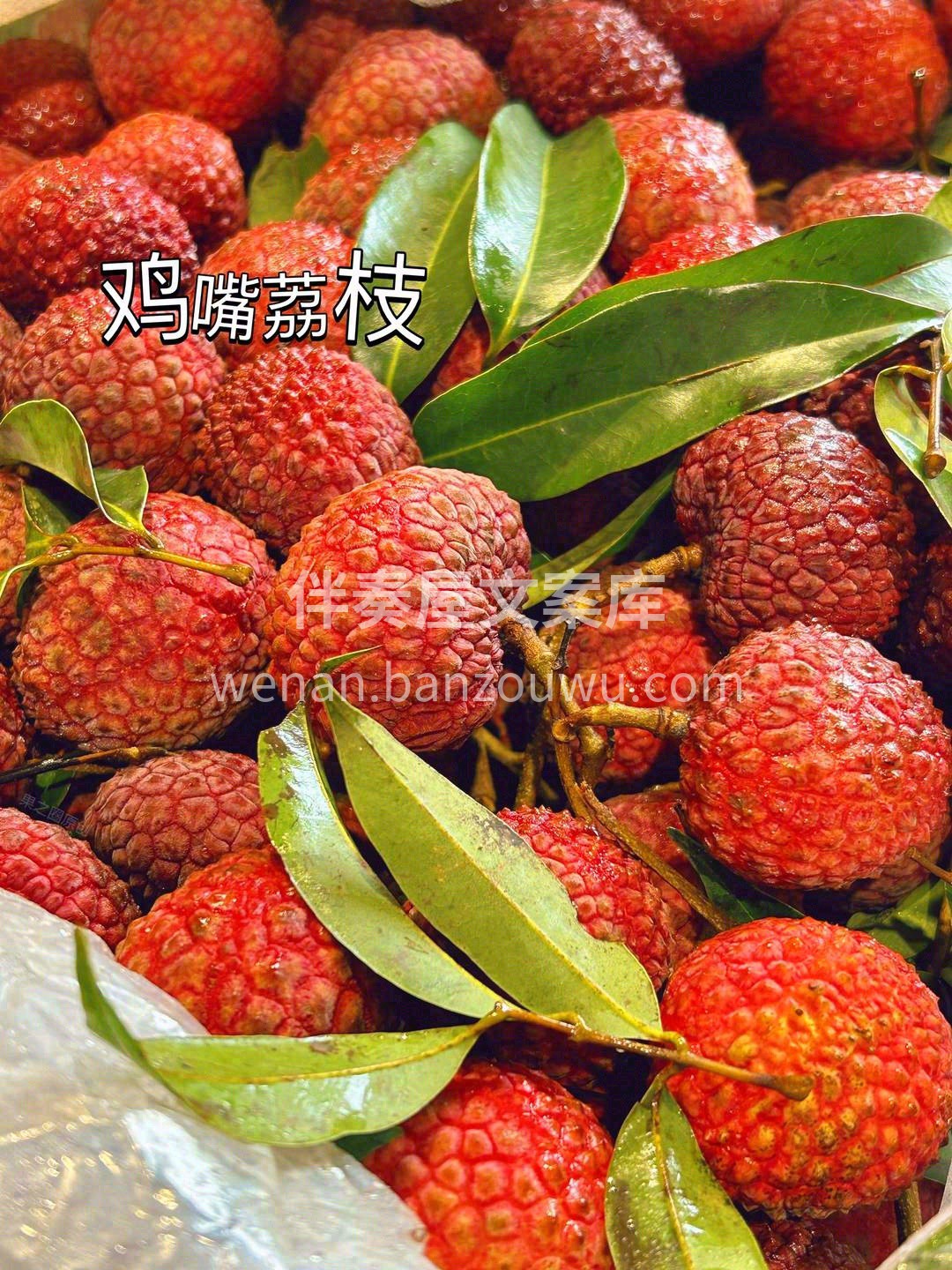 那凝脂如玉的身姿🤍咬一口是肥厚甘美、酸甜 配图3