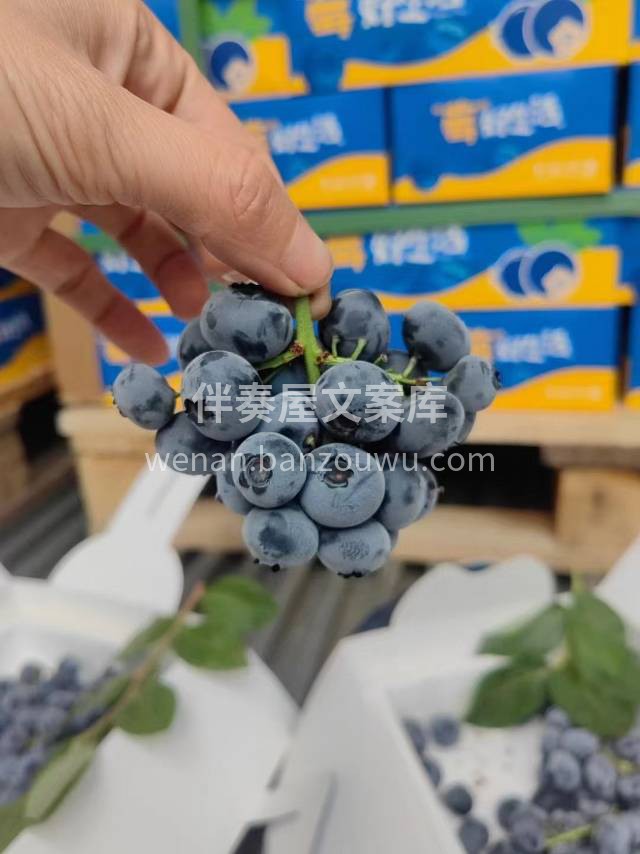 【串枝蓝莓💙】 枝串果，超级新鲜，满满果 配图1