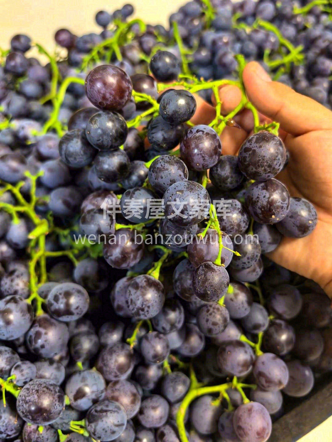 🍇葡萄都从小沐浴在🔆阳光下，喝着充足的雨 配图1