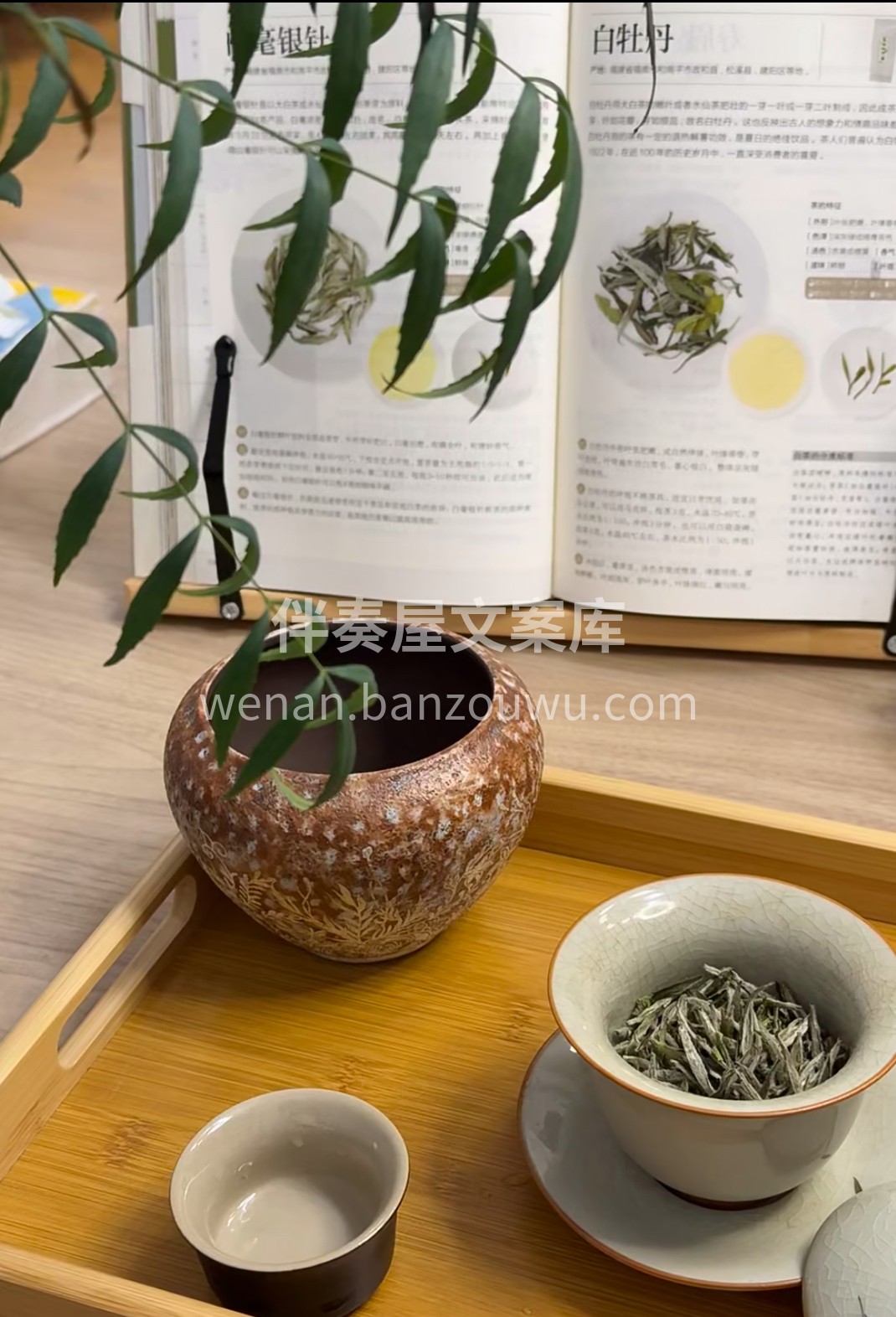 银毫满披似雪，干茶纤细如针。冲泡后叶底舒 配图1