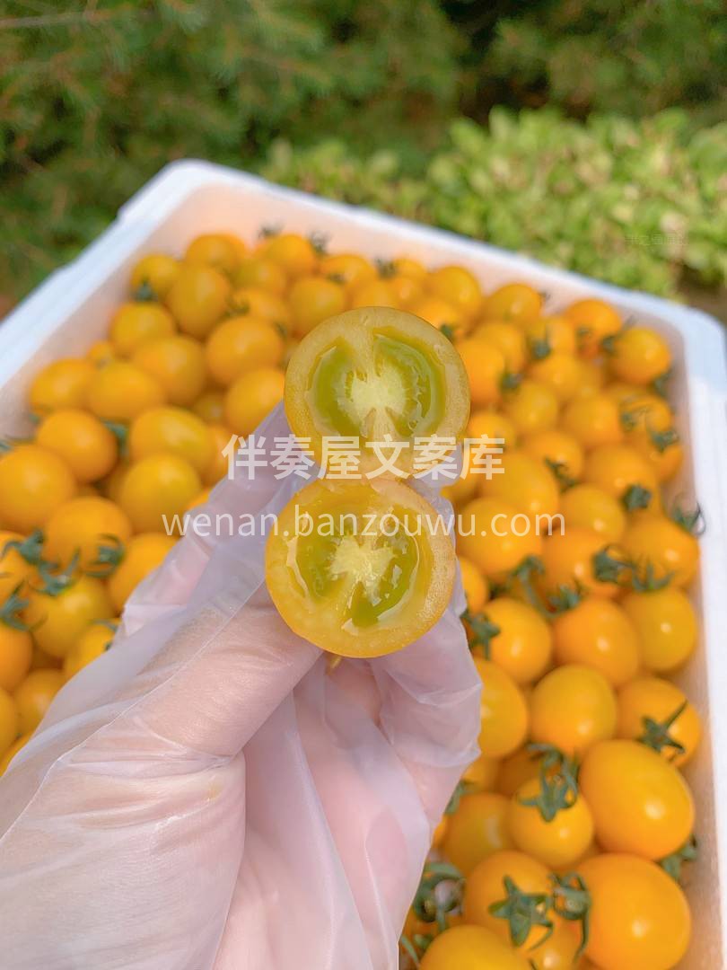 宝藏小番茄，是漂亮的淡黄色啊💛 皮很薄， 配图2
