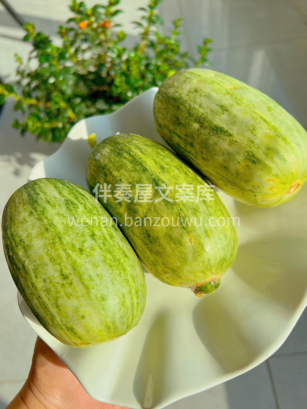 2025年的头茬羊角蜜真的乐翻天💥💥鲜嫩 配图3