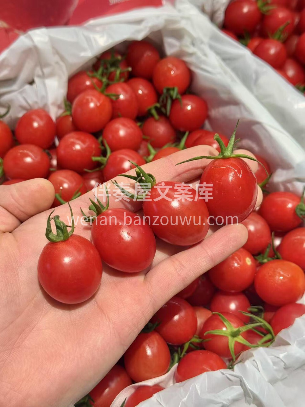 🍅小番茄大揭秘！一口爆汁，甜过初恋！ 💥 配图1