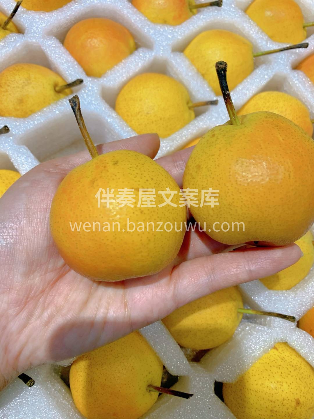 💁除了好吃到不行之外，南果梨还是所有梨中 配图2