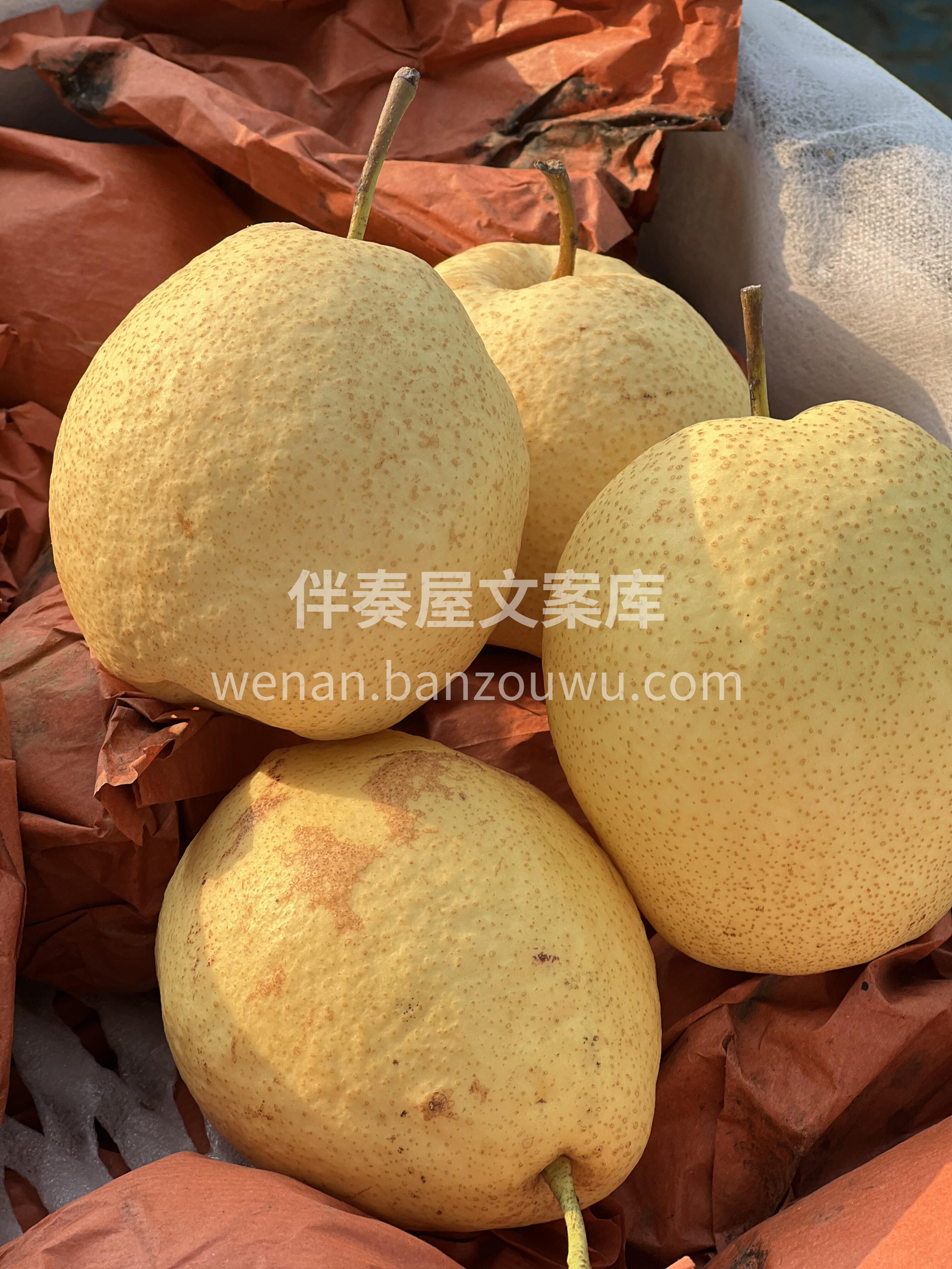 秋川甘玉🐝蜜蜂梨 气候“燥”，一定要尝尝 配图3