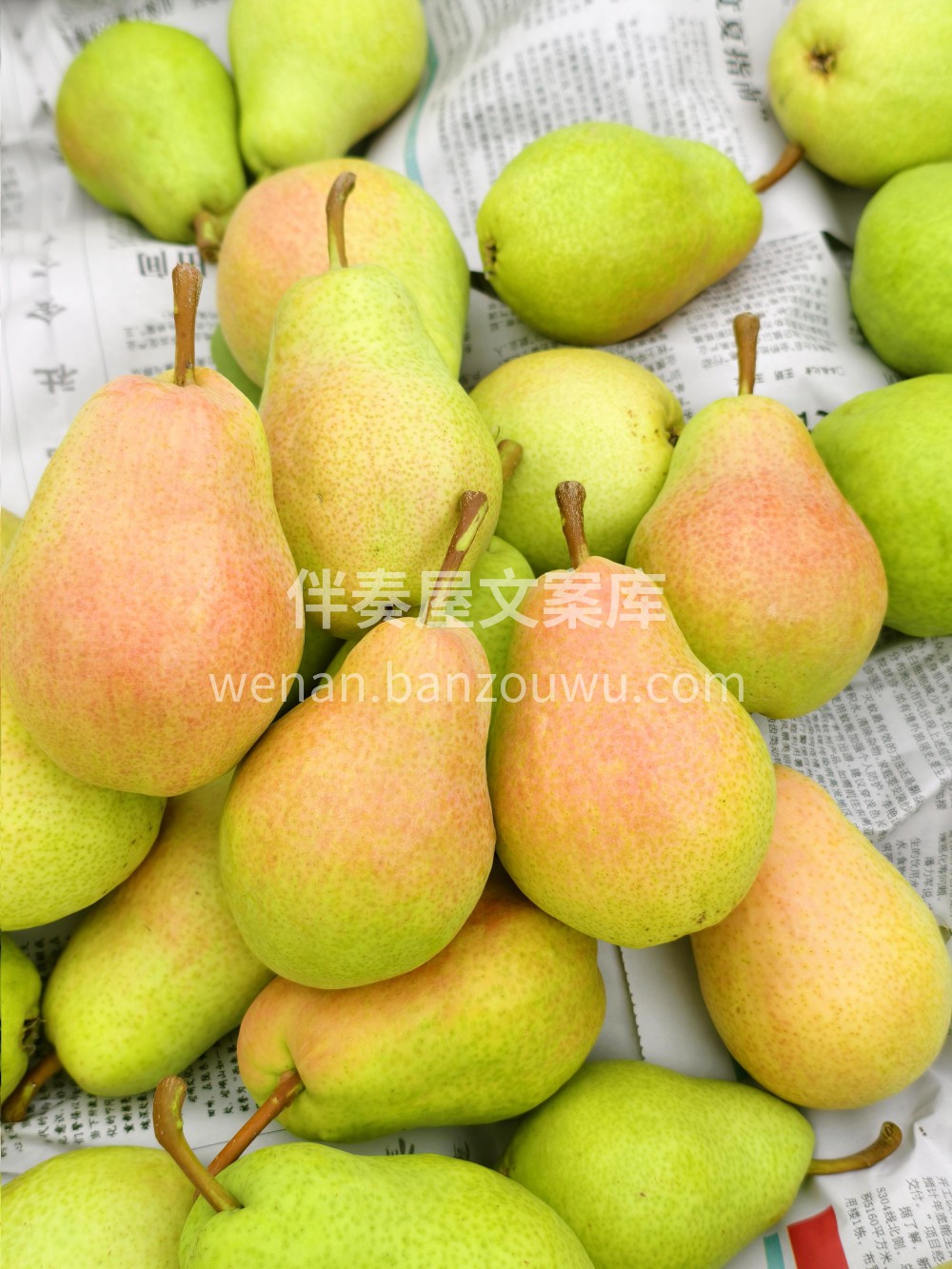 甘肃香蕉梨🌸简直就是秋燥的灭火器~在甘肃 配图2