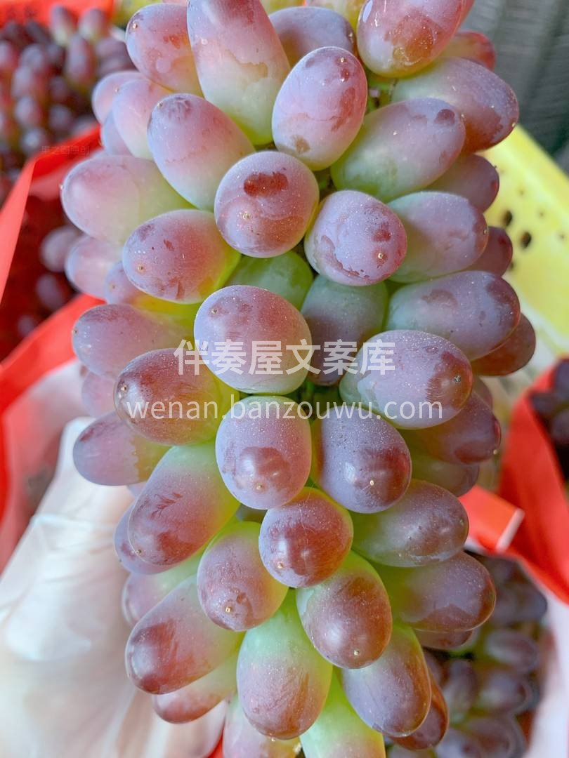 🍃拥有馥郁花香的郁金香葡萄🍇 甜美可人儿 配图1