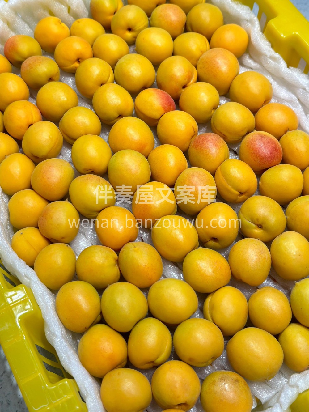 今日治愈色：黄色～ 💛#新疆吊干杏💚生活 配图3