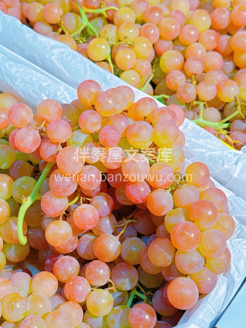 慕斯卡葡萄- 慕斯卡葡萄世界上少有的三种 配图1