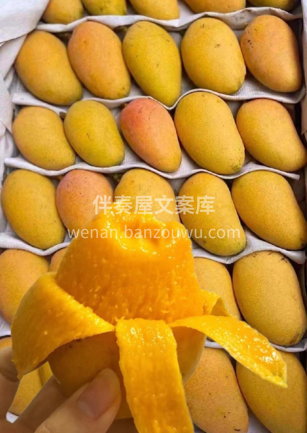 🥭“一个芒果就把我香迷糊了”这就是小台芒 配图2