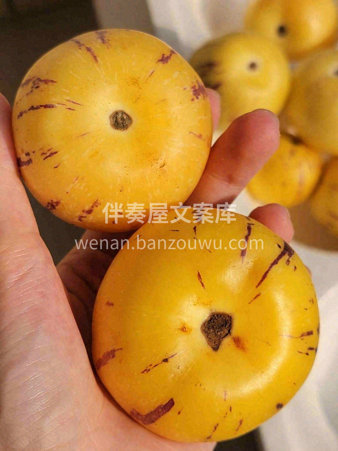繁华有时，季节交替🍀 对于夏天的喜爱🐞， 配图2