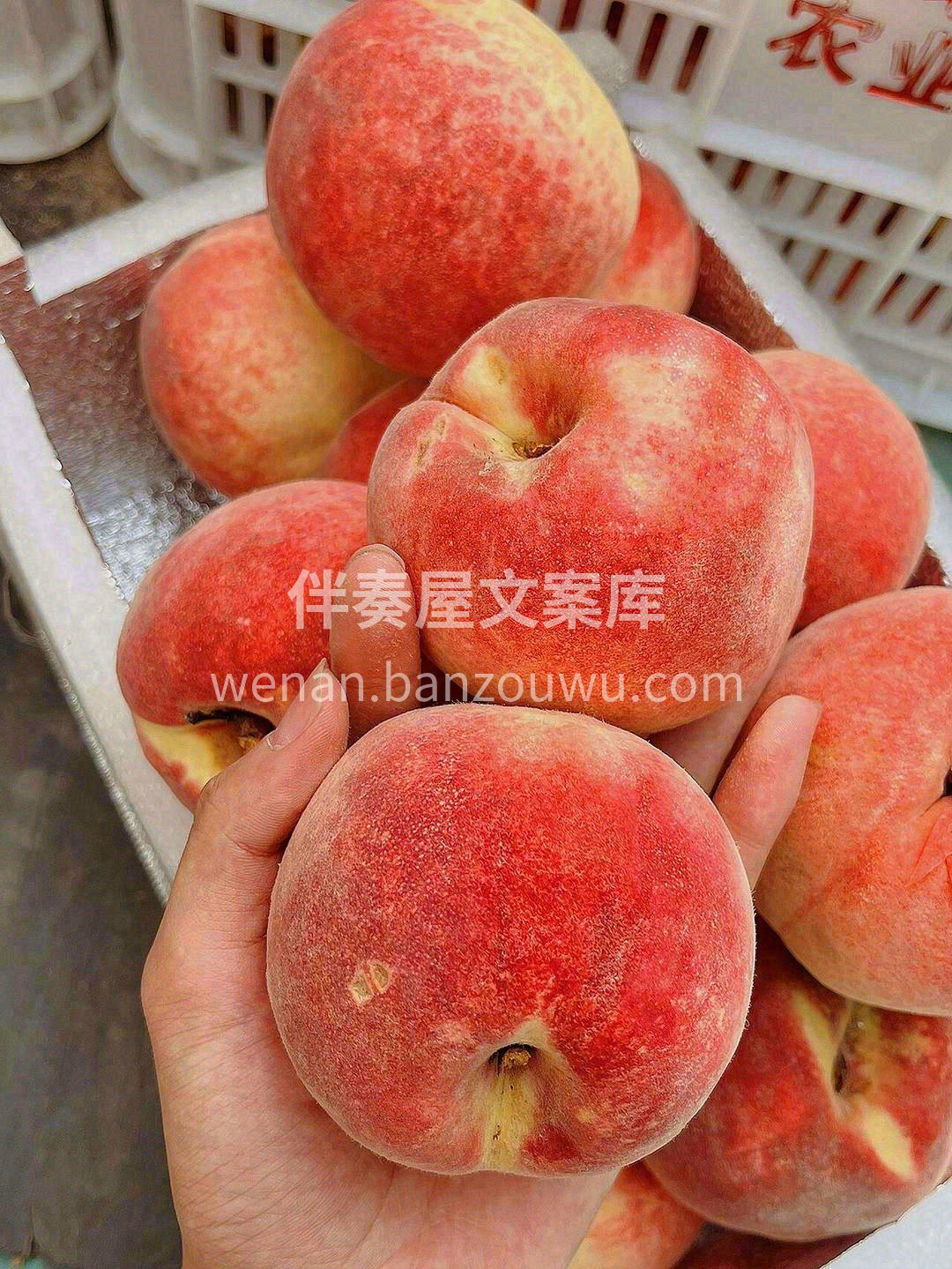 脆甜如蜜🍯，“桃”醉金秋🍑！ 金秋红蜜到 配图1