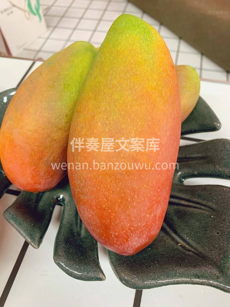 不食贵妃芒，怎知贵妃美? ——树上熟贵妃 配图1
