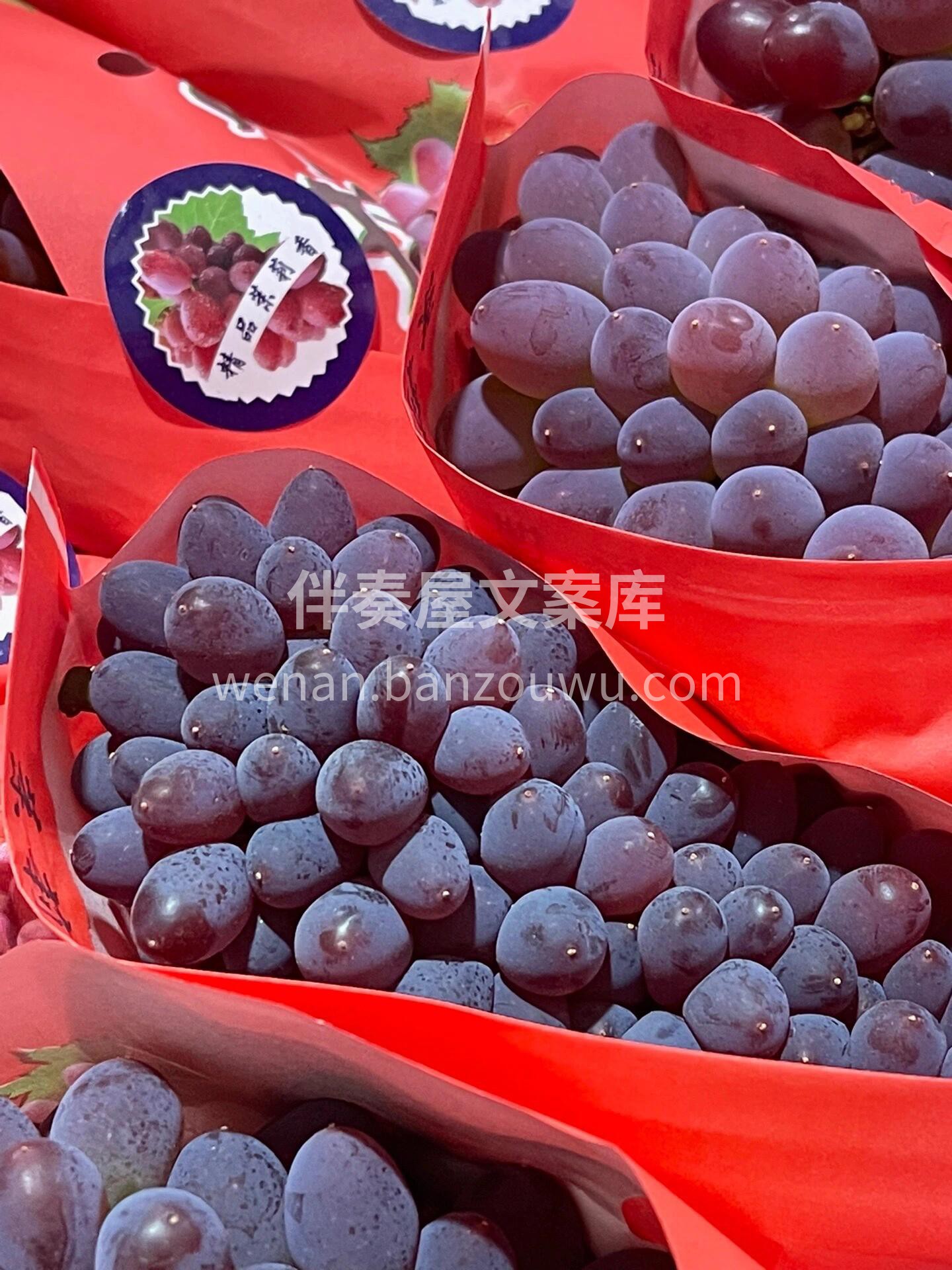 今日推荐❤️茉莉香葡萄🍇 微风拂过，仿佛 配图2