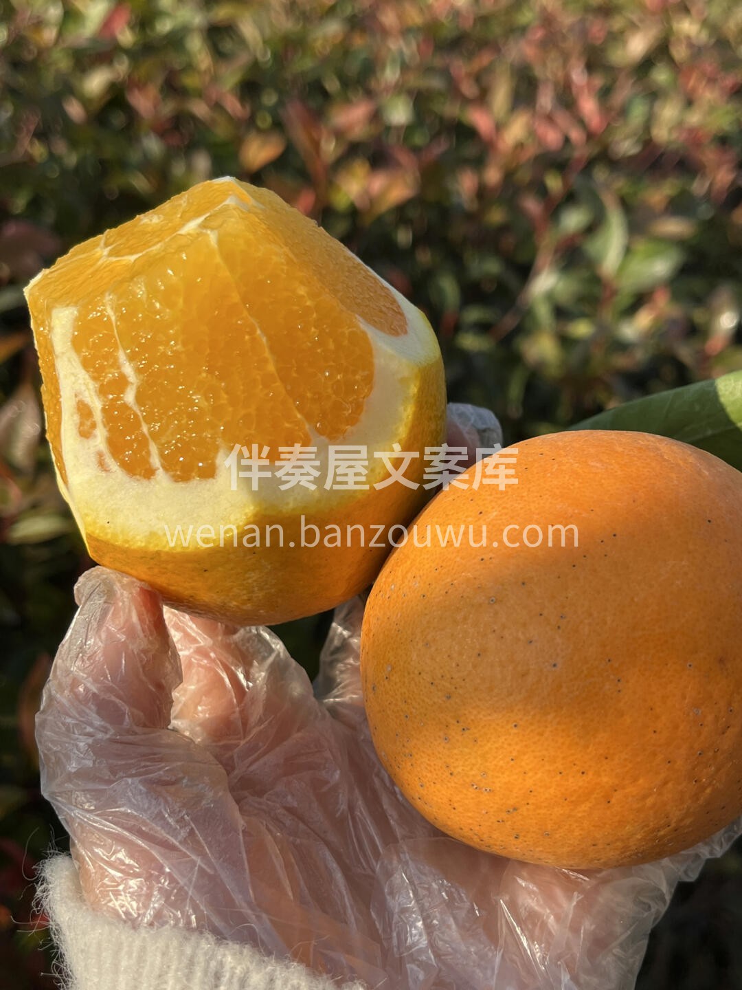 每日必推👇👇赣南脐橙🍊 行走的vc🍊 尤 配图1