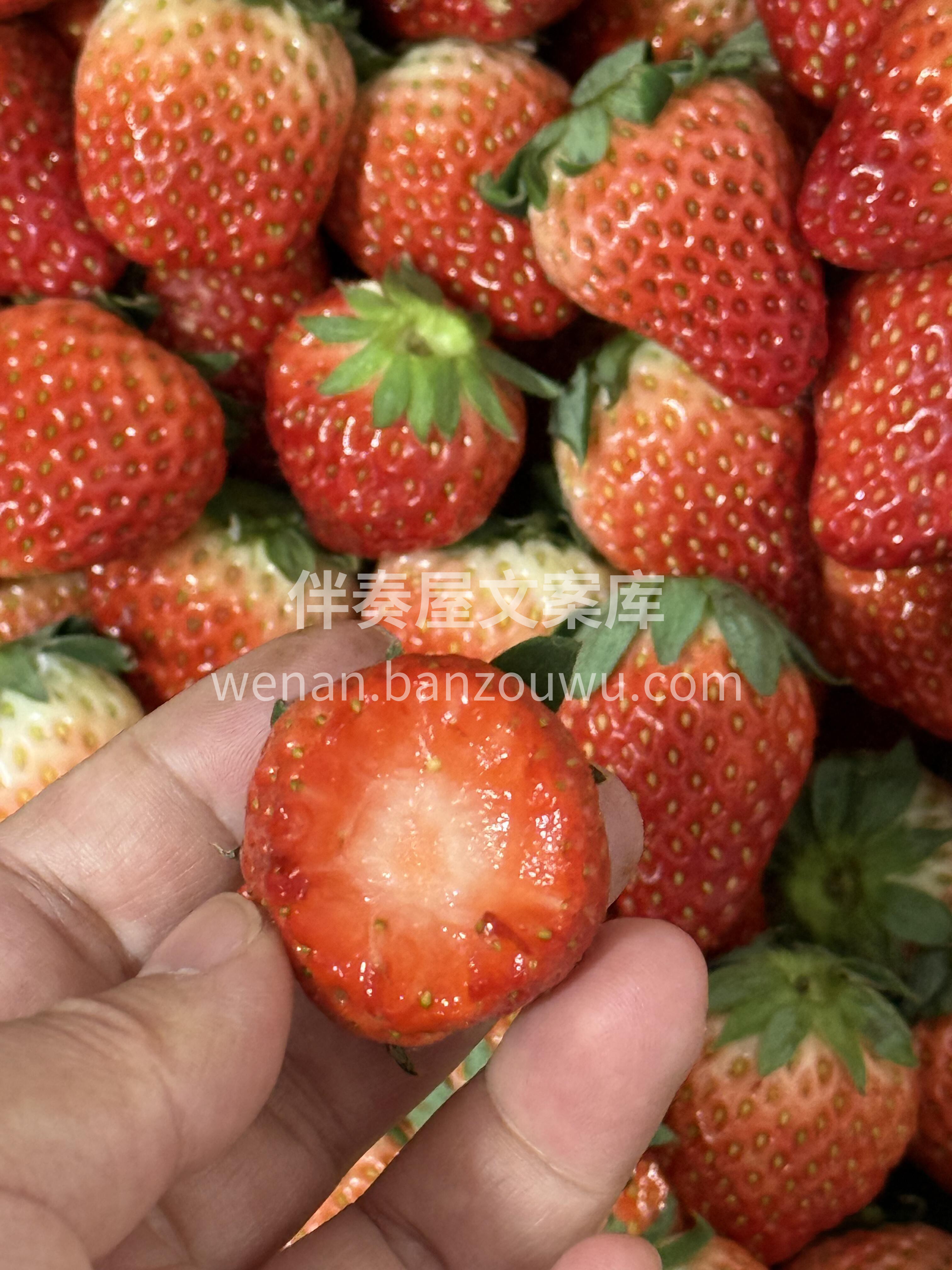 🍓 奶油草莓奶香浓郁！ 个头大果肉饱满🥛 配图1