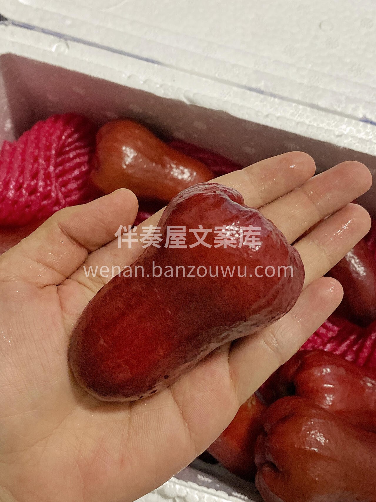 莲雾上新✅ 美美的😍外表红彤彤💢 皮娇肉 配图3