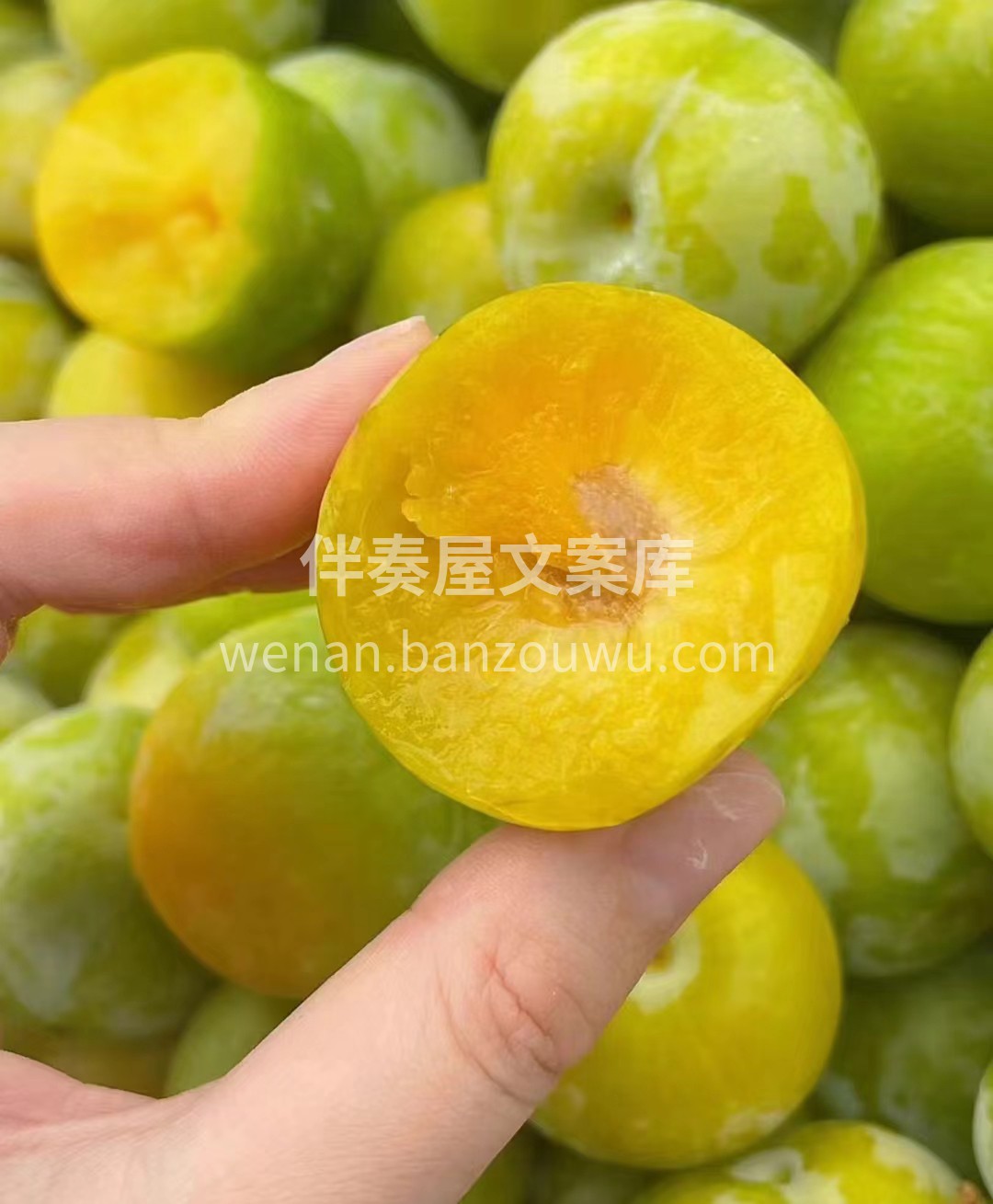 【贵州六马蜂糖李】 💋 💋 颠覆认知的蜂 配图1