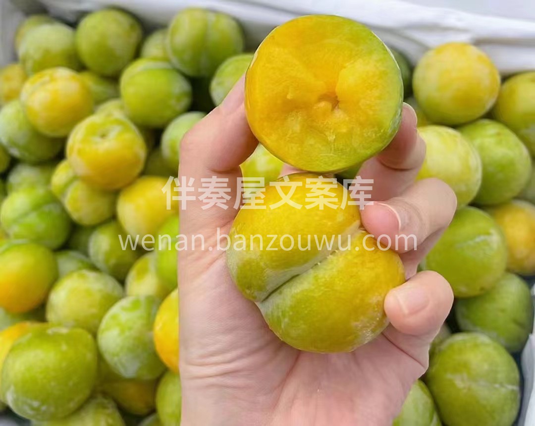 【贵州六马蜂糖李】 💋 💋 颠覆认知的蜂 配图3