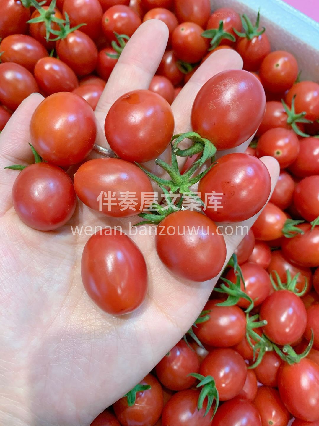 💁你一定要吃的甜过初恋豆 红彤的小柿子🍅 配图3
