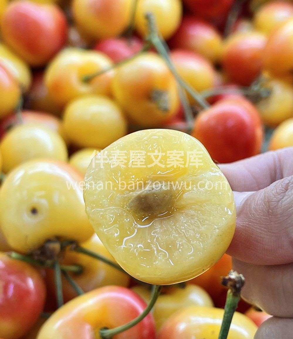 甜蜜暴击款 🍒💛 "黄樱桃季到啦！✨ 一 配图2