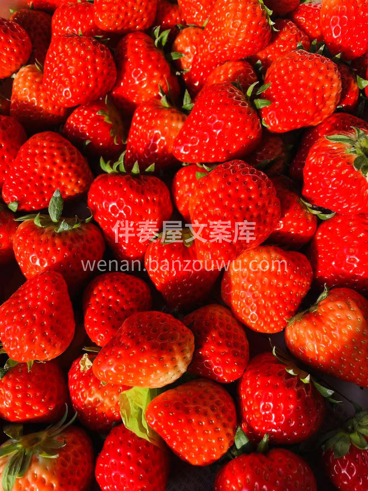 🌿红颜草莓新鲜到货👏 🍓草莓味的冬天，每 配图2