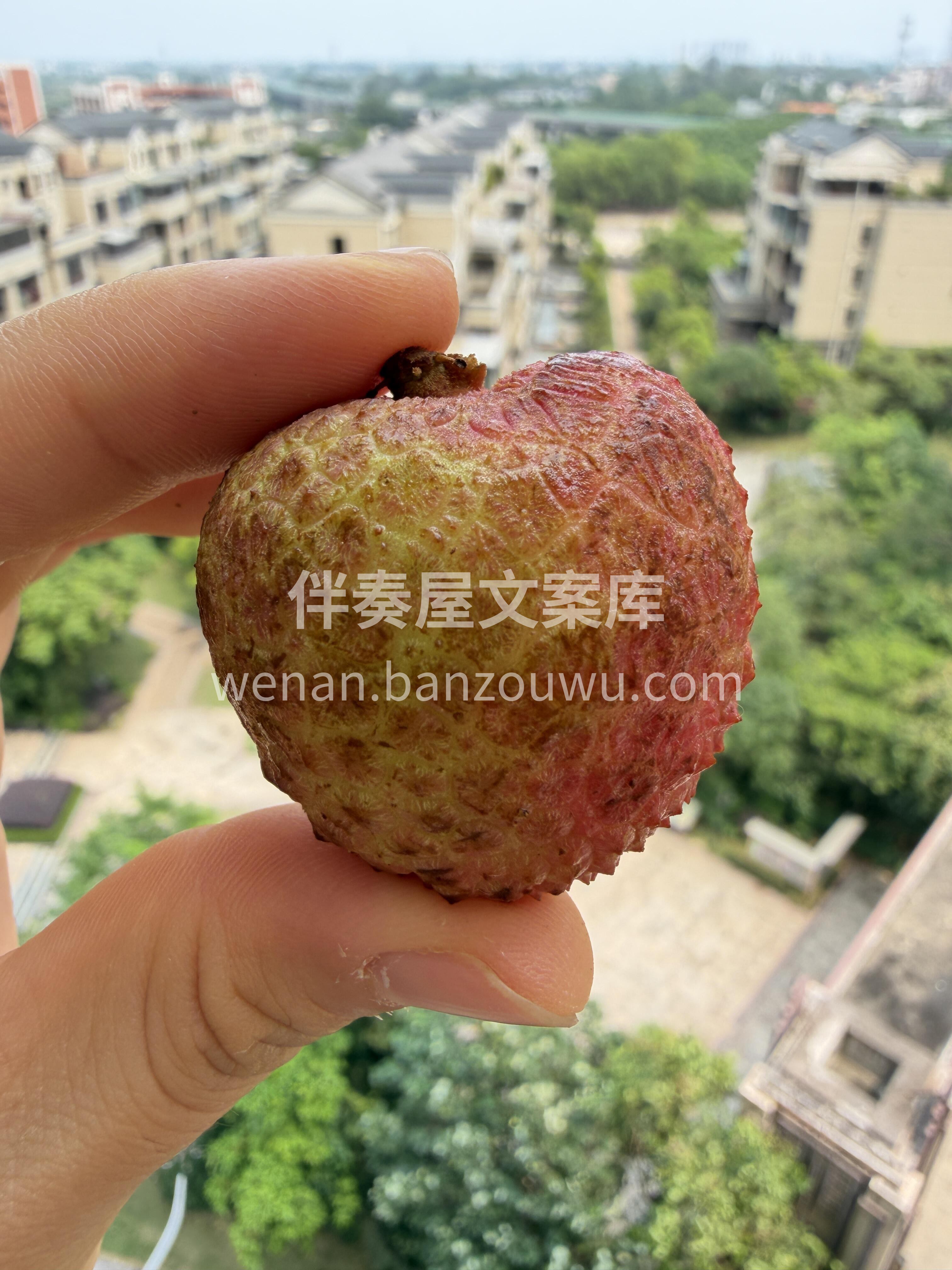 🍒荔枝开始有了‼️ 这一波是早熟的先头部 配图1