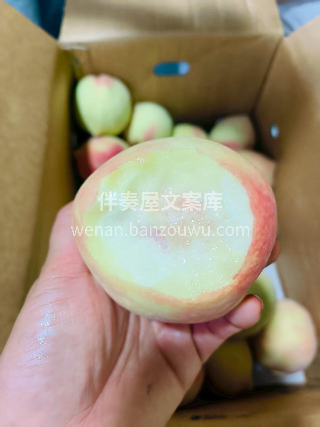 🍑脆甜冬桃上新～ 赏过十里桃花、走过万亩 配图1