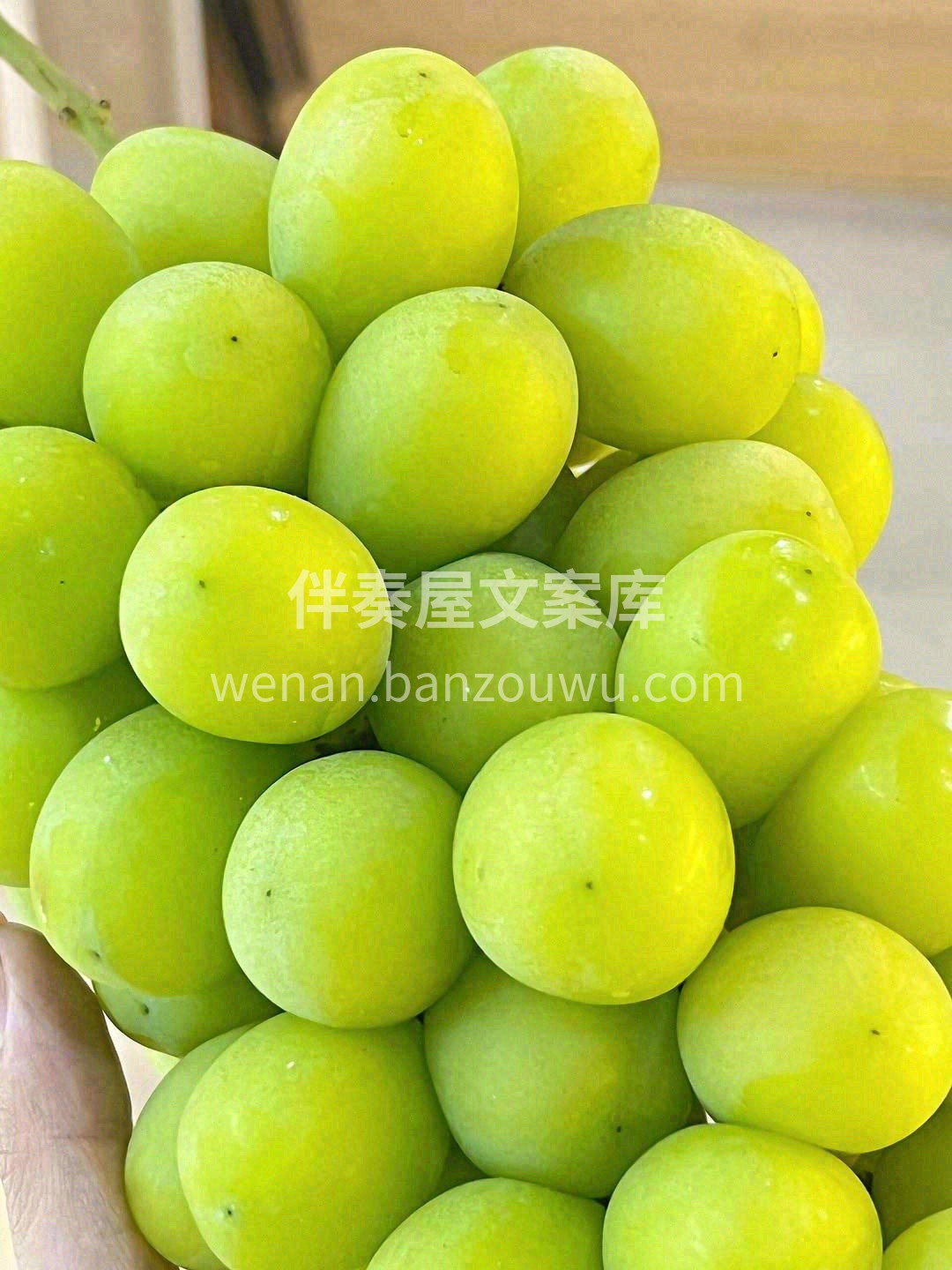 一串优质的阳光玫瑰🌷～ 太优秀了👍️ 颗 配图1