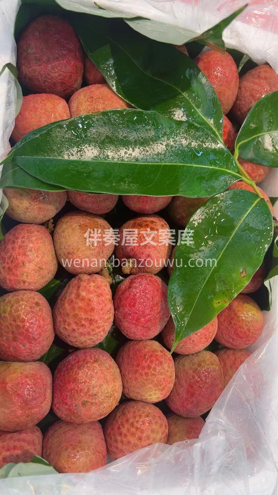 春天?第一颗荔枝? 桂花香荔枝✈️空运抵 配图1