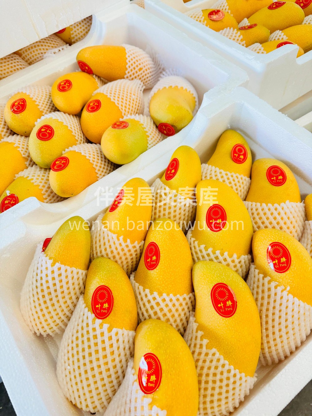 无渣、汁多、核小🌈 🥭叶胖品牌水仙芒💦芒