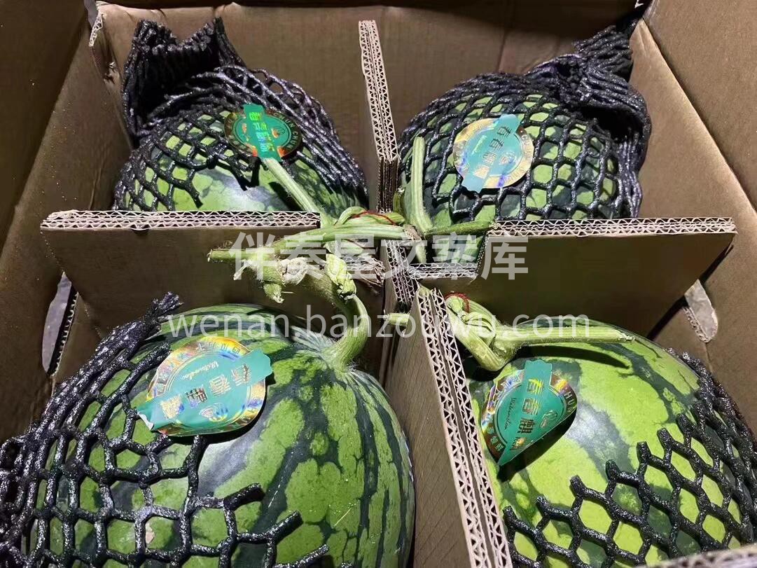 春春麒麟瓜🍉上新 手指弹瓜🍉，个个咚咚回 配图3